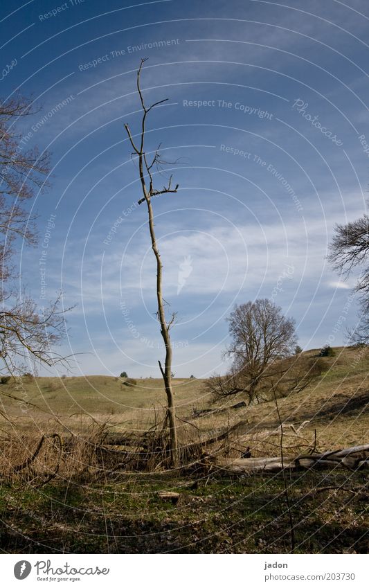 naked. defenseless. Environment Drought Tree Field Sign To dry up Death Decline Sky Leafless Bleak Log Tree trunk Vertical Forest death