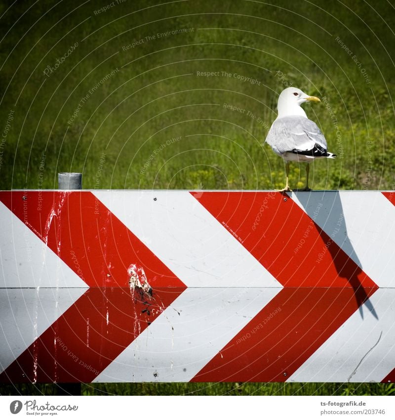 double holds better Environment Nature Landscape Animal Grass Road sign Bird Seagull Seagull droppings Gull birds Beak Bird droppings Feces 1 Signage