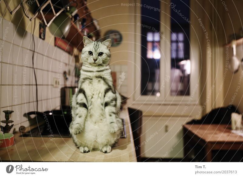 cat Animal Pet Cat 1 Baby animal Communicate Kitchen Colour photo Interior shot Deserted Evening Night Animal portrait Looking