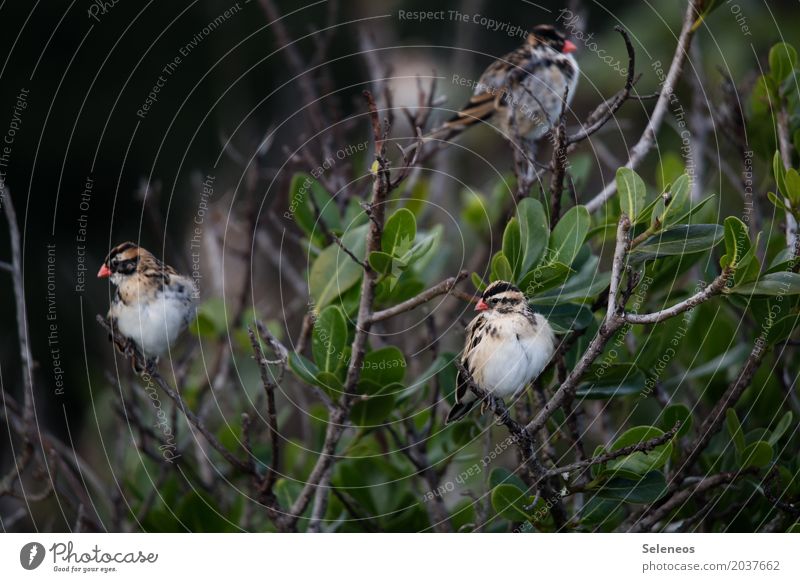 mackerel is in Environment Nature Spring Plant Tree Leaf Branchage Garden Park Animal Wild animal Bird Animal face Group of animals Near Natural Ornithology