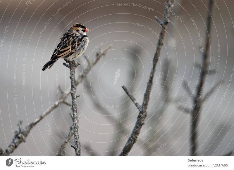 little bubble Environment Nature Autumn Winter Plant Branch Garden Park Animal Wild animal Bird Animal face Wing Plumed 1 Small Near Natural Cute Colour photo