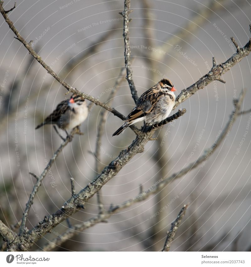 mackerelled Autumn Winter Tree Branch Animal Wild animal Bird Animal face Wing 2 Cold Near Natural Warmth Soft Colour photo Exterior shot Deserted