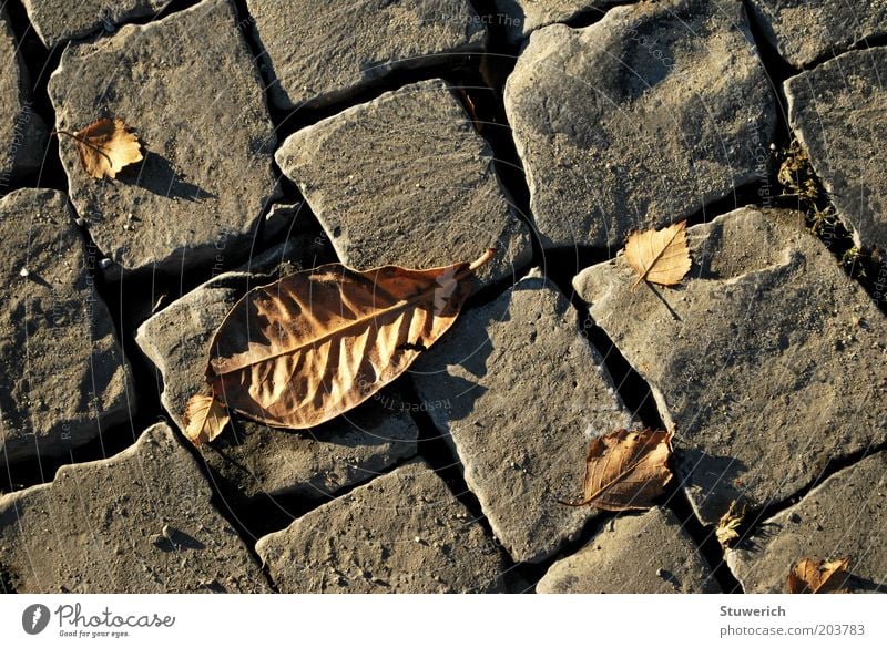 street journal Stone Esthetic Cobblestones Leaf Colour photo Exterior shot Day Autumn Sidewalk Deserted Autumnal Limp