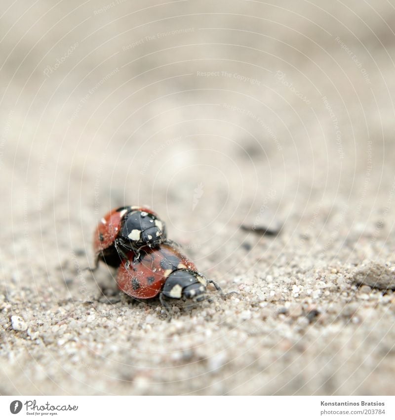 Sand in the gearbox Summer Beetle Ladybird Insect 2 Animal Pair of animals Crawl Dirty Small Near Cute Under Propagation Macro (Extreme close-up) Close-up