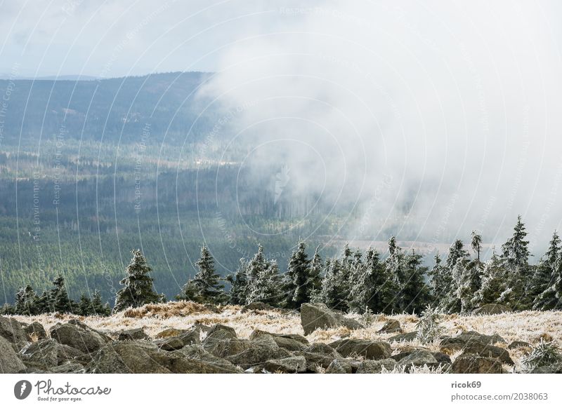 Landscape with snow on the Brocken in the Harz Mountains Vacation & Travel Tourism Nature Clouds Tree Forest Green Environment Snow voyage destination