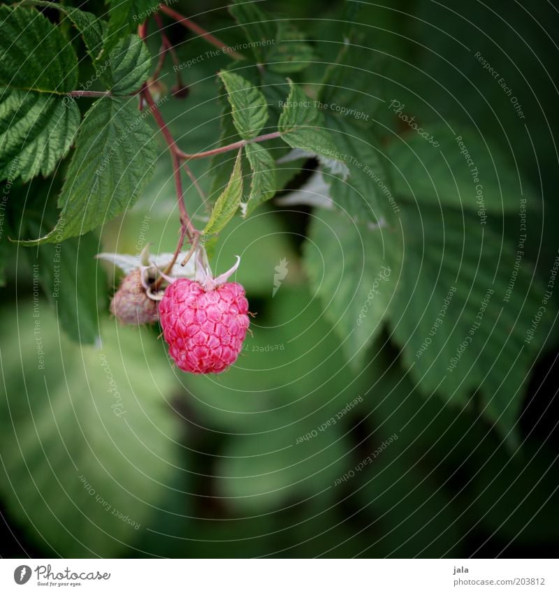 raspberry alder Fruit Raspberry Nature Plant Garden Green Pink Red Food Leaf Vitamin Colour photo Exterior shot Day