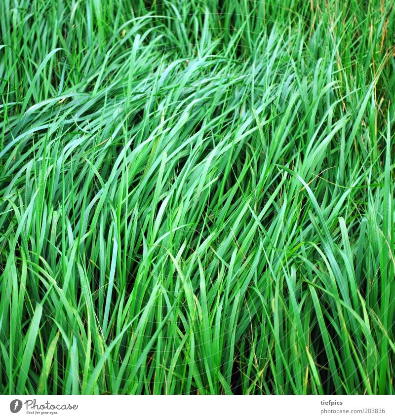 green grass. Summer Grass Meadow Juicy Green Blade of grass Wind Calm Smooth Nature Plant Fresh Spring Colour photo Deserted Field