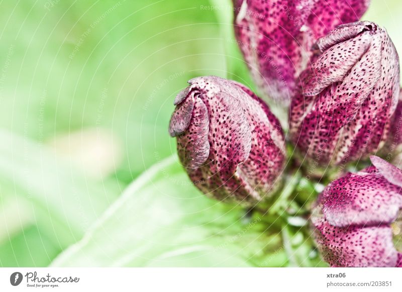 alpine flower garden Nature Plant Flower Leaf Blossom Esthetic Delicate Blossoming Colour photo Exterior shot Close-up Copy Space left Light Sunlight Violet