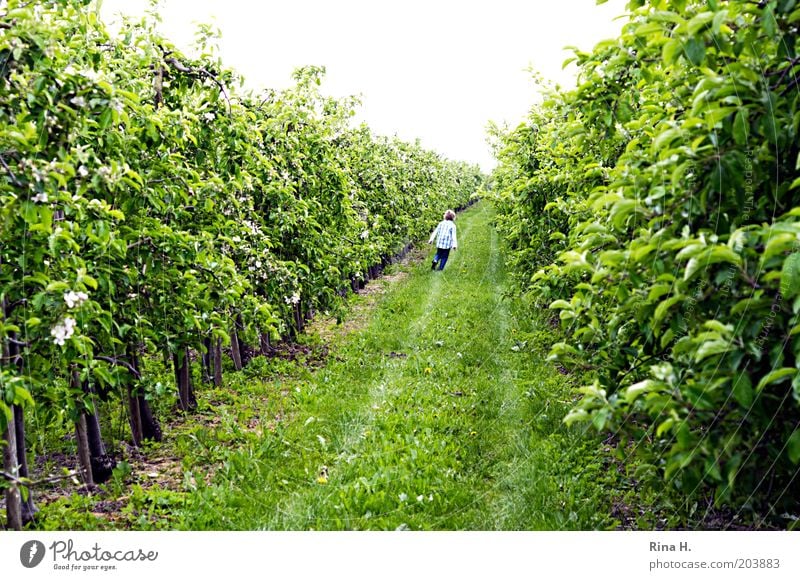 Run, boy, run Boy (child) Spring Garden Walking Happiness Green Movement Apple plantation Colour photo Exterior shot Copy Space top Infancy Fuit growing Day