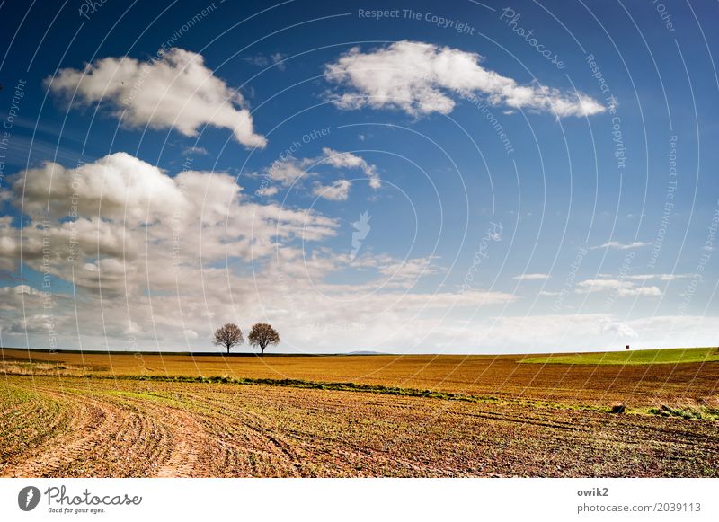 twosome Environment Nature Landscape Air Sky Clouds Horizon Spring Climate Beautiful weather Tree Field Road sign Together Infinity Calm Idyll Far-off places