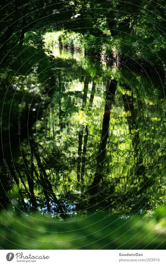 Which way? That way! SECOND Nature Plant Tree Brook Cold Green Peaceful Loneliness Deserted Mirror image Water reflection Leaf Forest