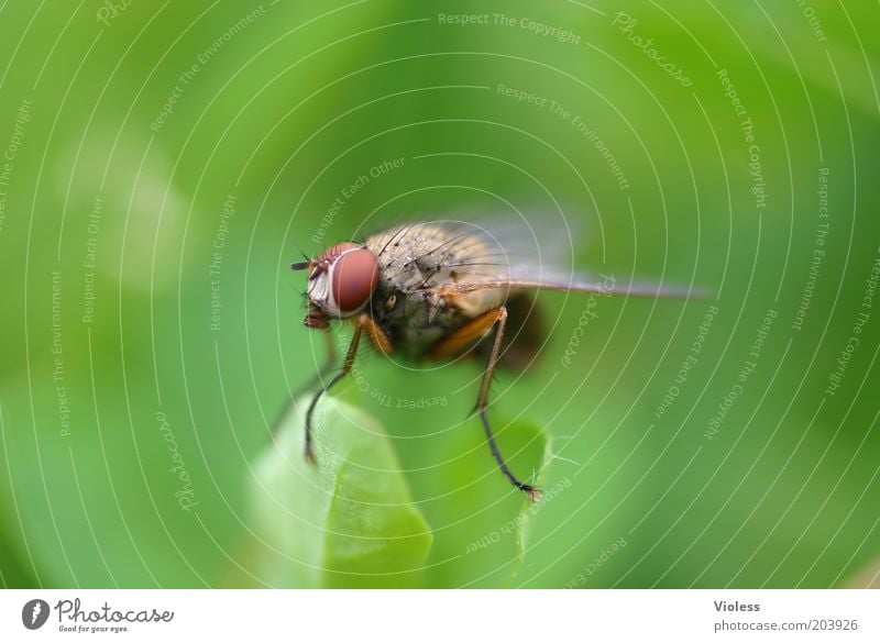 Is anyone there???? Animal Fly Animal face Wing 1 Observe Green Colour photo Macro (Extreme close-up) Day Looking Compound eye