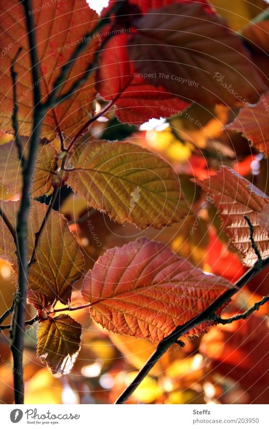 foliage Hazelnut leaf Hassel nut leaves Auburn Autumnal Back-light Autumnal colours Twig Early fall blood hazel Rachis Autumn leaves Underside of a leaf