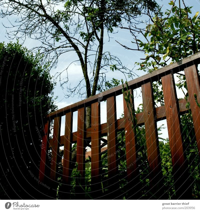 When the photographer fell to the ground ... Nature Tree Wood Multicoloured Fence Brown Summer Bushes Colour photo Exterior shot Close-up Deserted Day Shadow