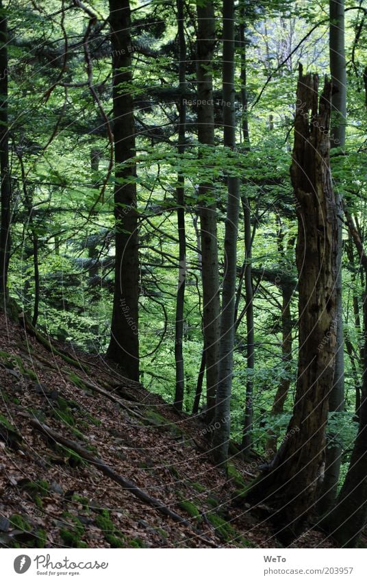 Forêt-Noire Environment Nature Landscape Plant Tree Forest Mixed forest Black Forest Colour photo Exterior shot Deserted Tree trunk Log Death Tree stump Tilt