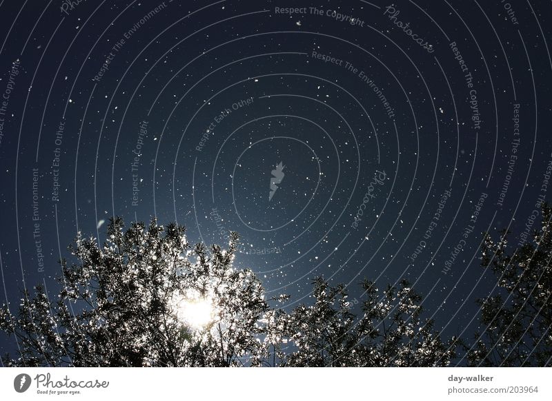 Pollen flight II (The starry sky) Nature Plant Sky Sun Spring Weather Beautiful weather Wind Tree Blue White Colour photo Multicoloured Exterior shot Deserted