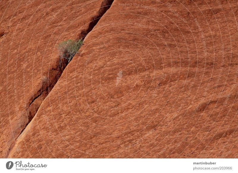 Uluru Nature Stone To dry up Exceptional Large Calm Purity Power Stagnating Australia Stone wall Red Bushes Column Tenacious Monolith Monochrome