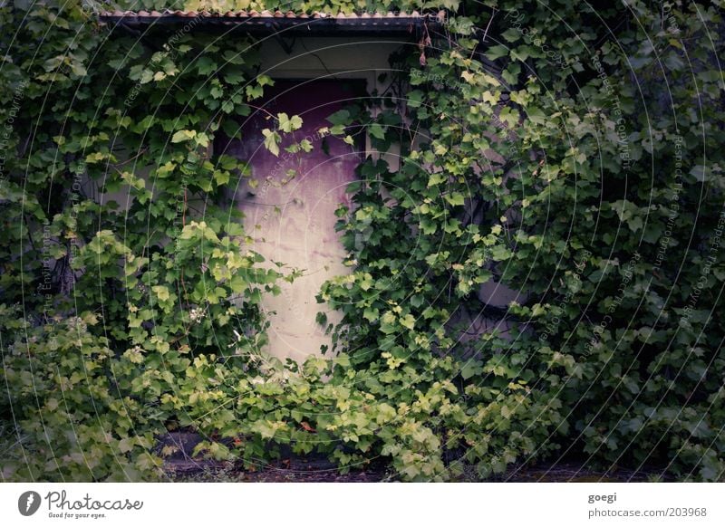 hidden Plant Ivy Foliage plant Wild plant Virginia Creeper Wall (barrier) Wall (building) Facade Door Canopy Entrance Front door Gate Portal Growth Old Decline