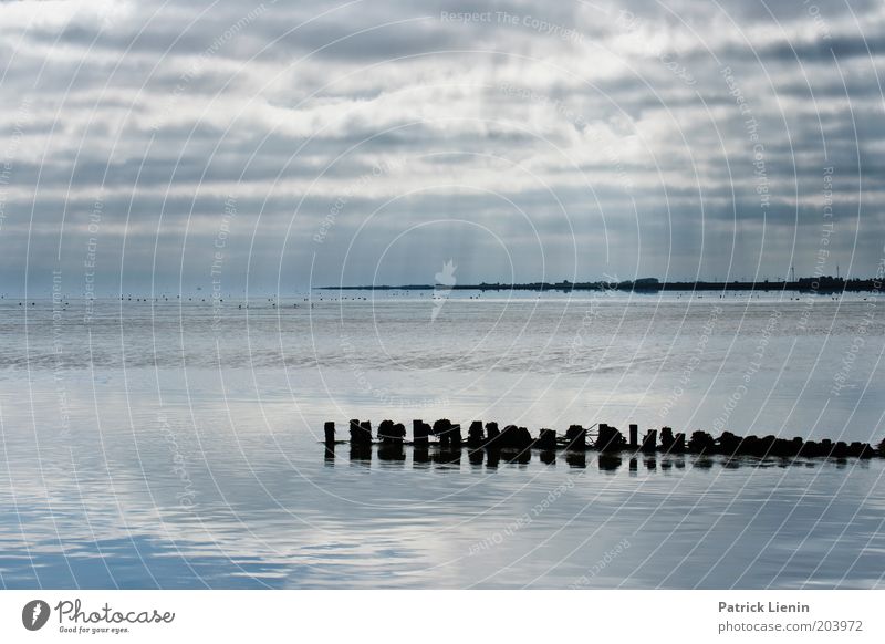 crossing Air Water Sky Clouds Summer Climate Weather Coast North Sea Ocean Vacation & Travel Sunbeam Looking To enjoy Bird Mud flats National Park Protection