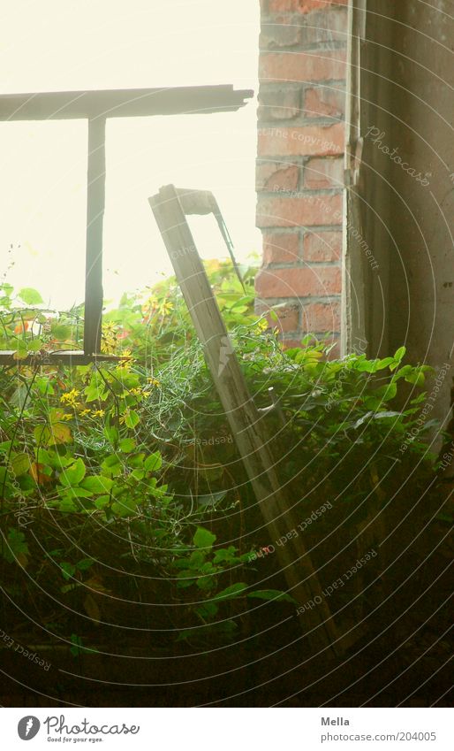 [H08.2] What lasts long ... Ruin Building Wall (barrier) Wall (building) Window Stone Wood Old Growth Bright Broken Moody Apocalyptic sentiment Stagnating