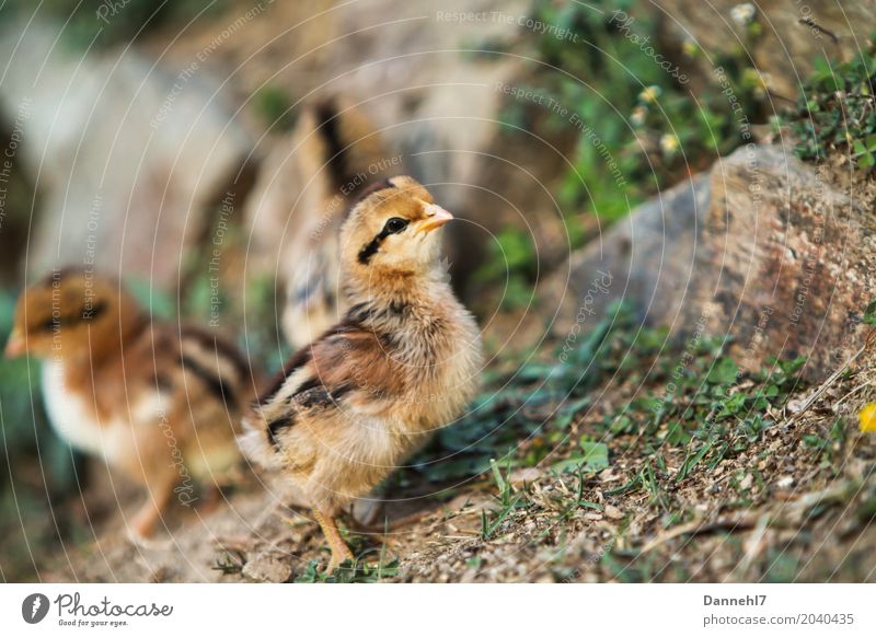 Chicken yard II Animal Farm animal Wing 2 Baby animal Observe Together Small Brown Orange Black Joie de vivre (Vitality) Power Willpower Brave Determination