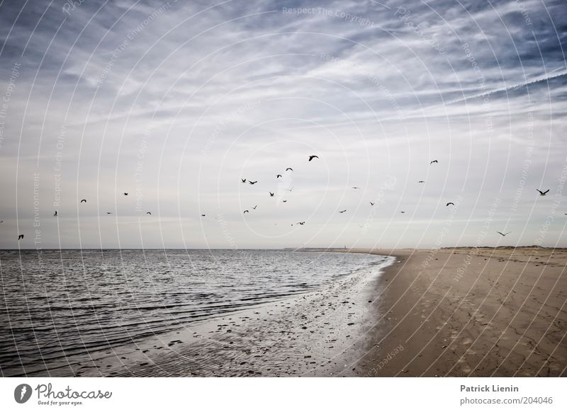 The birds! Environment Nature Landscape Earth Sand Air Water Sky Clouds Horizon Summer Climate Weather Beautiful weather Wind Waves Coast Beach North Sea Ocean