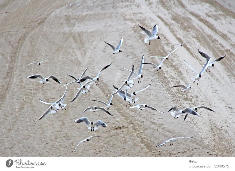 Risk Seagull Attack Landscape Animal Beach Baltic Sea Island Usedom Bird Flock Flying Looking Authentic Free Together Uniqueness Natural Brown Gray White