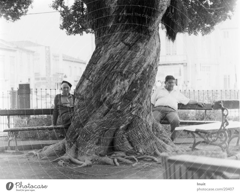 tree Man Calm Azores Midday Europe Old Bench