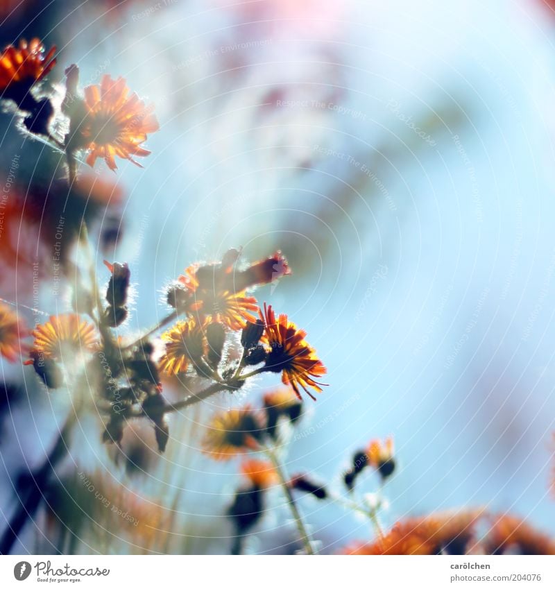 Flower orange Q Environment Nature Plant Spring Summer Blossom Blue Orange Flower stem Back-light Delicate Colour photo Exterior shot Deserted Copy Space right