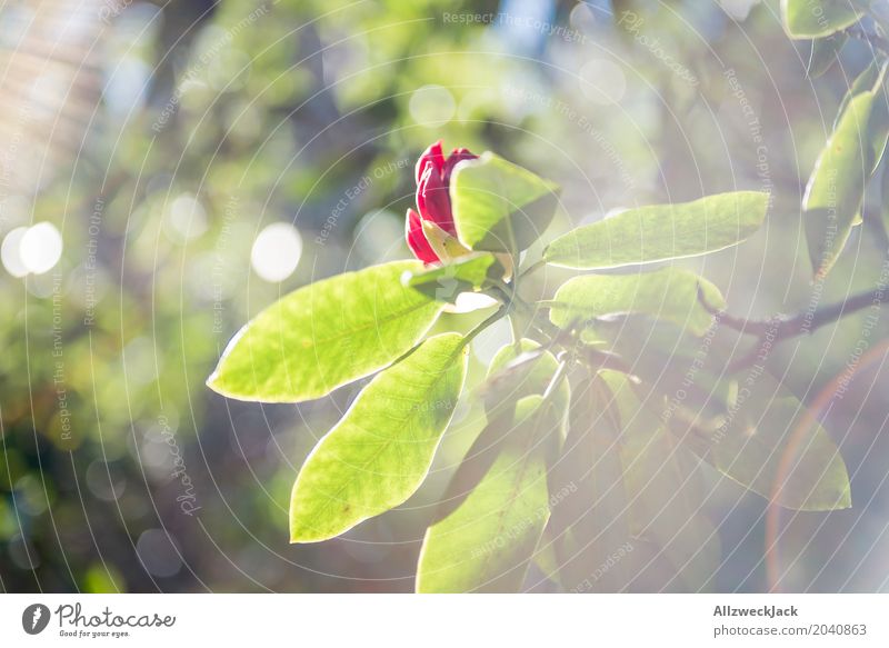 spring sun blossom 2 Colour photo Exterior shot Day Light Sunlight Sunbeam Detail Deserted Blur Environment Nature Plant Spring Summer Blossom Beautiful Green