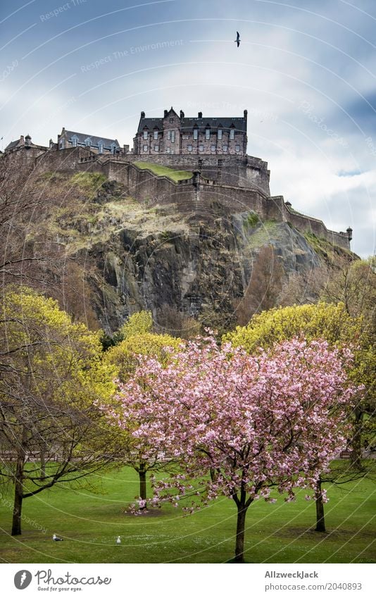 Edinburgh Castle Beautiful weather Tree Cherry blossom Cherry tree Rock Scotland Capital city Downtown Old town Tourist Attraction Landmark Monument Historic