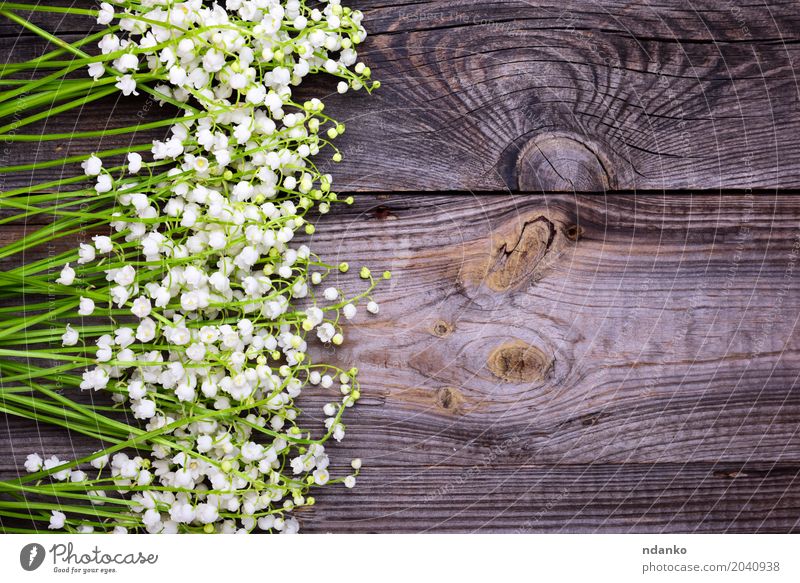 fresh flowers lilies of the valley Valentine's Day Mother's Day Wedding Birthday Plant Flower Bouquet Wood Bright Small Gray White Lily of the valley blooming