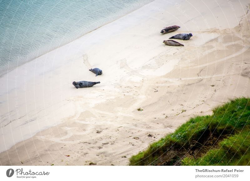 beach Environment Nature Bad weather Blue Black Turquoise White Grass Ocean Shetland Robe Beach Lie To enjoy Water Tracks Sand Green 5 Cold Colour photo