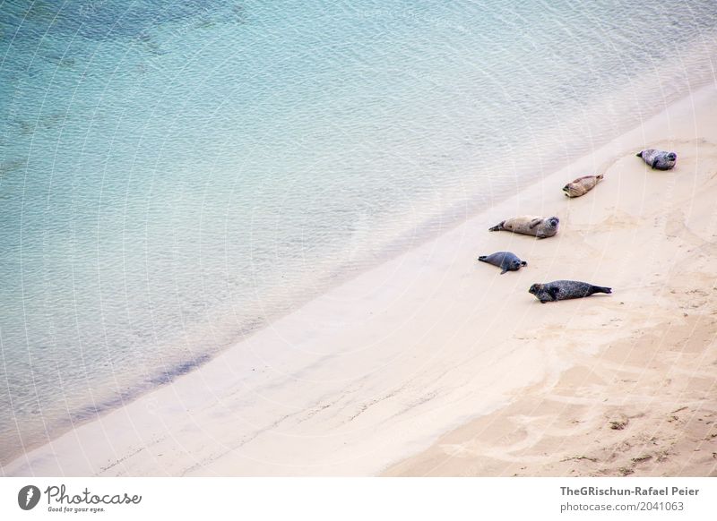 sunbath Environment Nature Landscape Blue Brown Turquoise White Sunbathing Seals Animal Family & Relations Lie Relaxation Ocean Water Shetland Sand Wet Cold