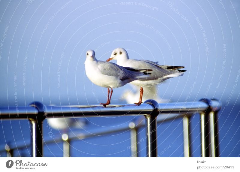 2 seagulls Bird Ocean Wanderlust England Transport Handrail In pairs Pair of animals