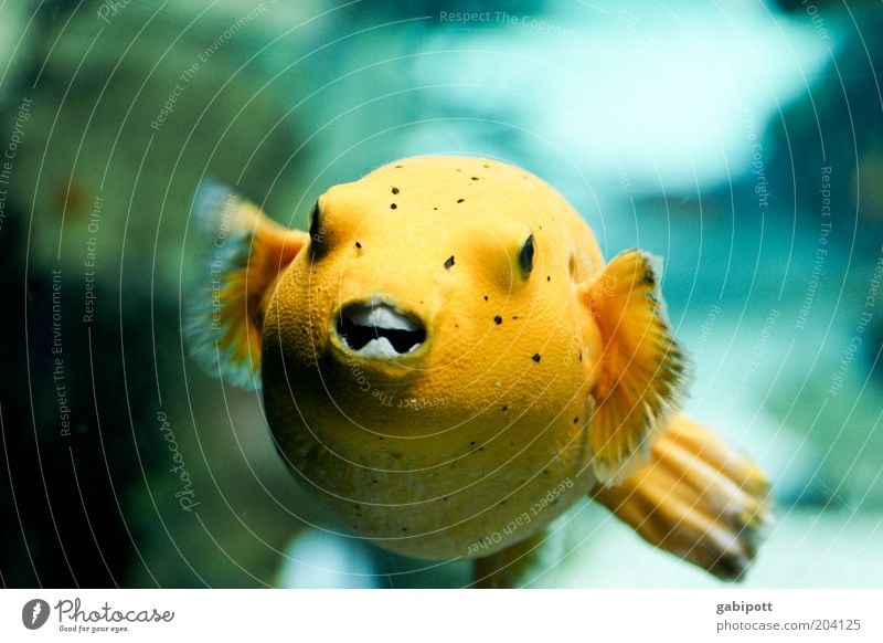 Lemonbaby: biting Animal Fish Aquarium 1 Exceptional Round Yellow Water Underwater photo Colour photo Deserted Artificial light Animal portrait Full-length