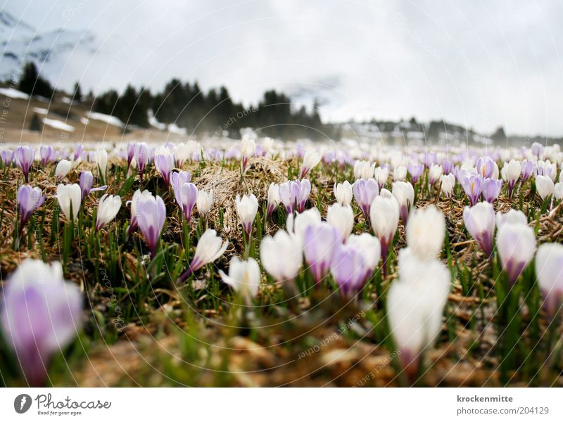 Alpine Spring II Environment Nature Landscape Plant Earth Fog Crocus Meadow Beautiful Violet White Alp Flix Spring day Spring crocus Meadow flower Switzerland