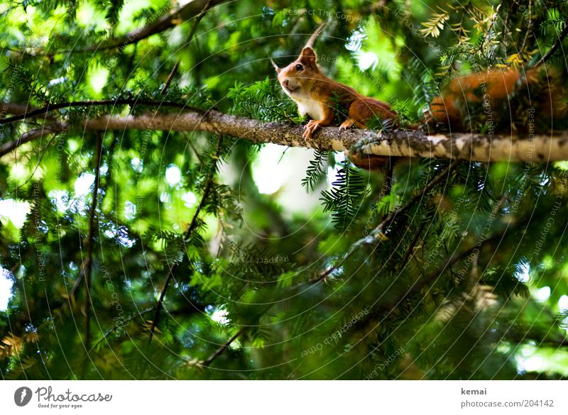 Squirrel balcony Environment Nature Plant Animal Summer Beautiful weather Tree Foliage plant Wild plant Coniferous trees Branch Twig Wild animal Animal face