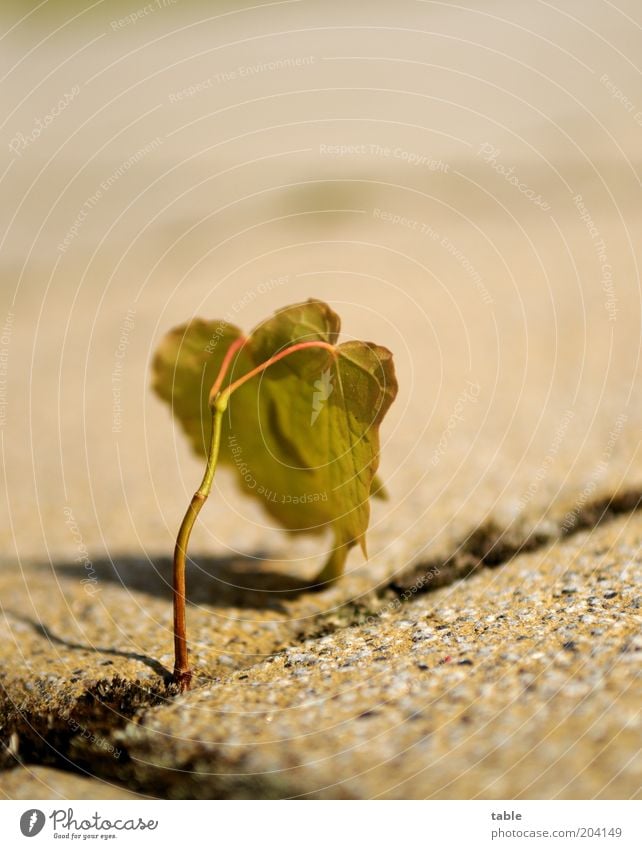 hold on . . . Nature Plant Leaf Foliage plant Wild plant Stone Hang Stand Growth Brown Green Beginning Effort Change Stalk Seam Colour photo Exterior shot