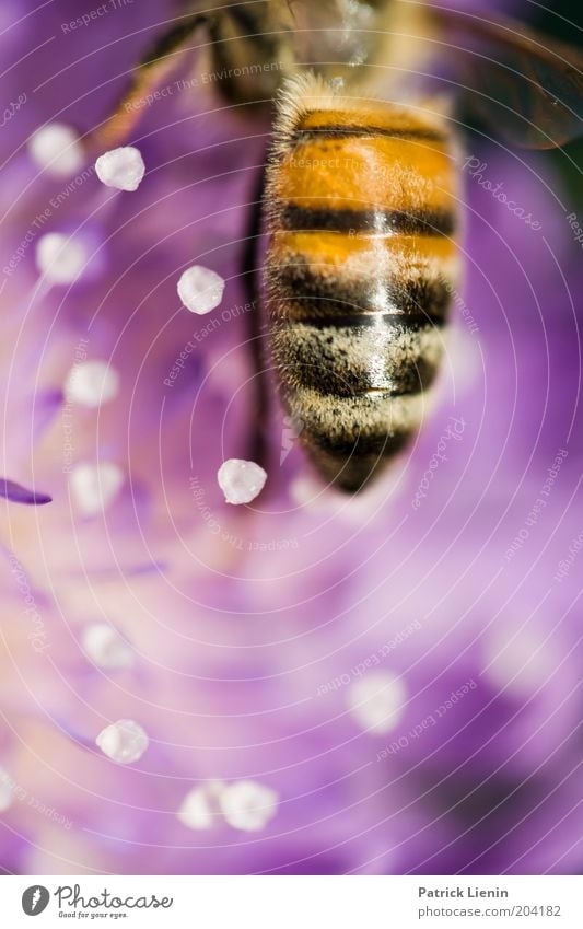 short moment Nature Animal Summer Plant Flower Blossom Wild plant Bee Nectar Near Beautiful Colour Multicoloured Macro (Extreme close-up) Deserted Day Blur