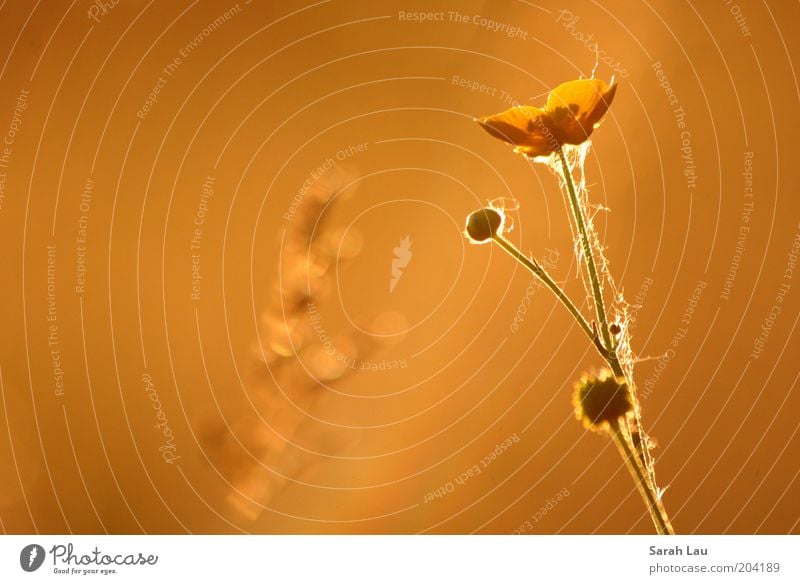 *glow* Nature Plant Sunlight Summer Blossom Wild plant Moody Romance Beautiful Calm Colour photo Exterior shot Close-up Detail Macro (Extreme close-up) Deserted