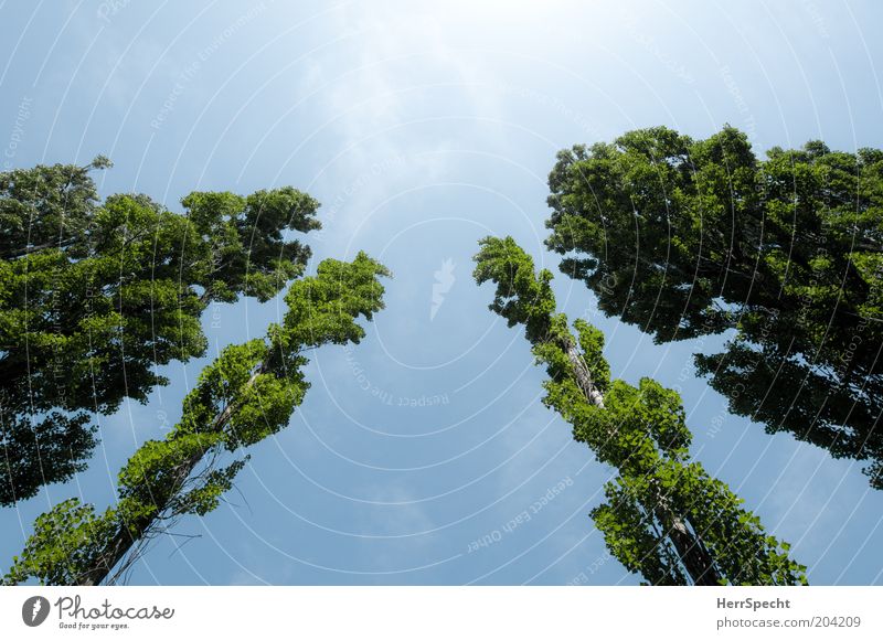 poppycock Nature Plant Sky Summer Tree Poplar Blue Green Ambitious Row of trees Blue sky Colour photo Exterior shot Deserted Copy Space top Copy Space bottom