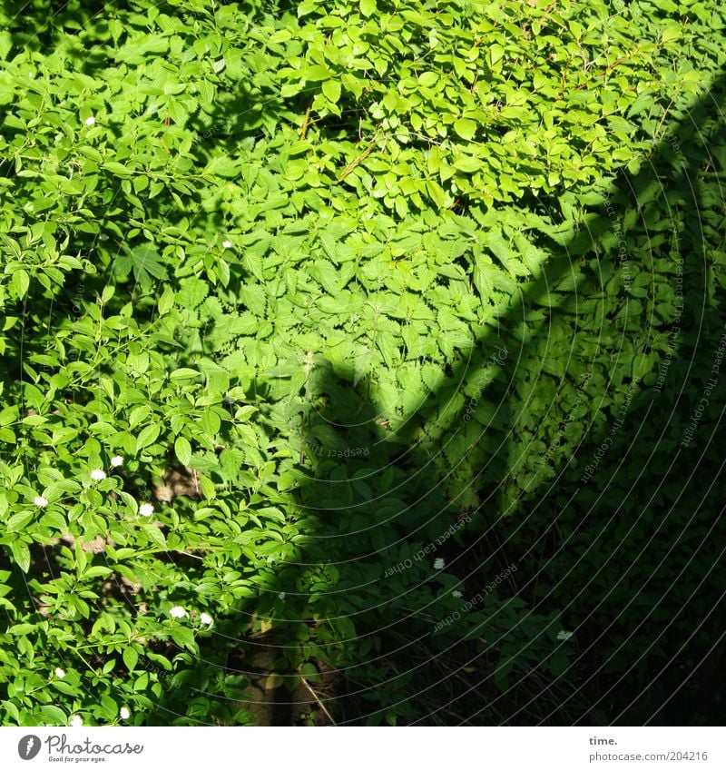 forest salad bar Green Leaf Bridge Plant Growth Deciduous tree Shadow Silhouette Lean Bridge railing Exterior shot Environment Break Fantastic Lush Diagonal