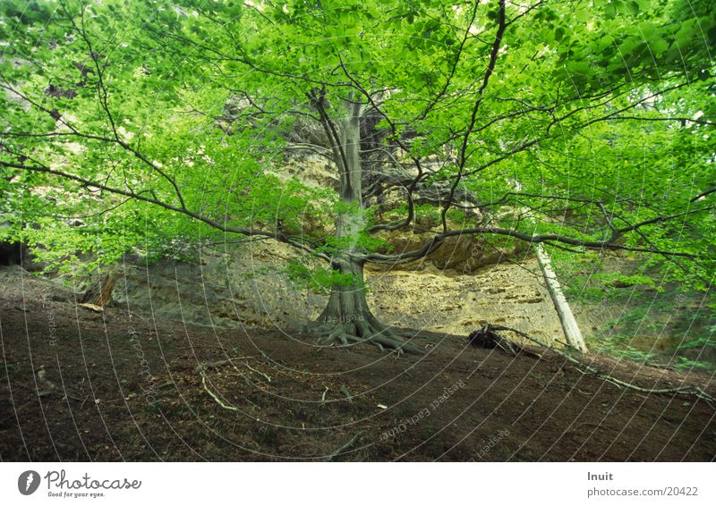 tree Bohemian Switzerland Beech tree Treetop Leaf Mountain Gabriel's Trail discharging Rock