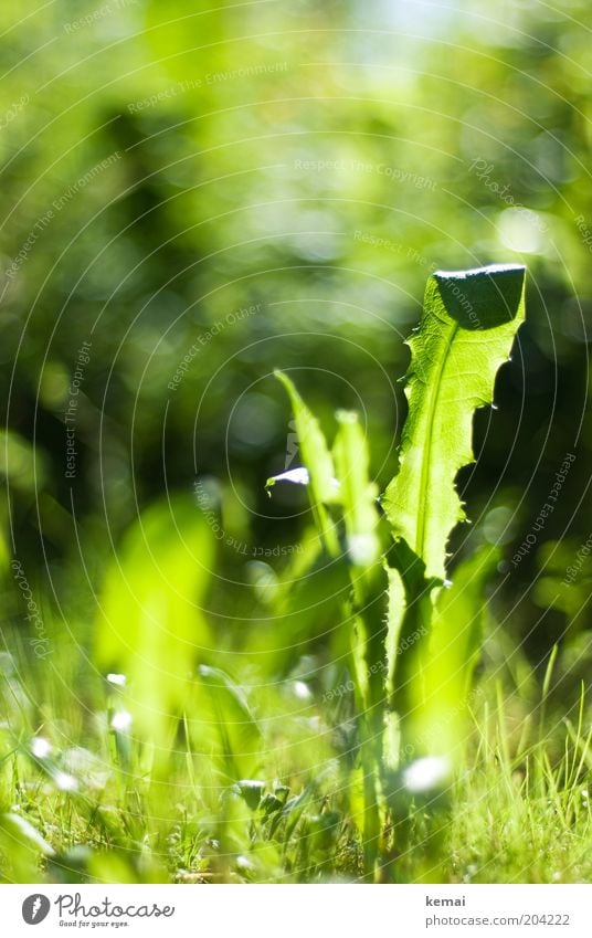 dandelion Environment Nature Plant Sunlight Spring Summer Climate Beautiful weather Warmth Grass Leaf Foliage plant Wild plant Weed Dandelion Meadow Fresh