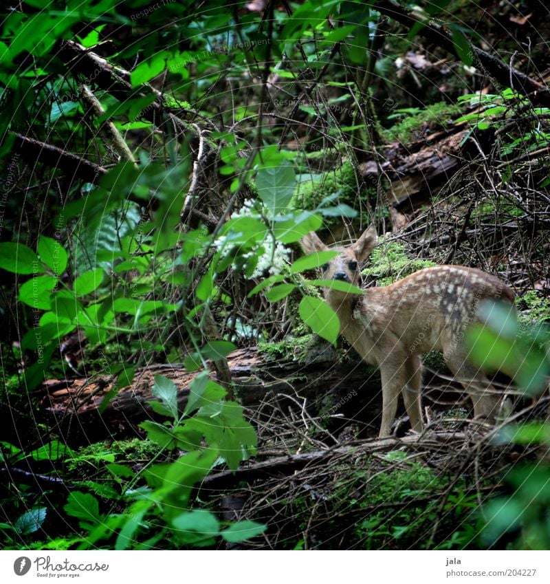 in the thicket... Plant Tree Bushes Wild plant Forest Undergrowth Animal Wild animal Fawn Roe deer 1 Baby animal Calm Small Leaf Colour photo Exterior shot