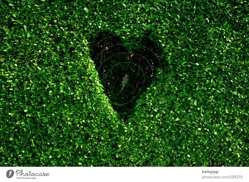 nature lover Environment Nature Plant Climate Climate change Leaf Foliage plant Sign Heart Sustainability Design Environmental protection Green Box tree Hedge