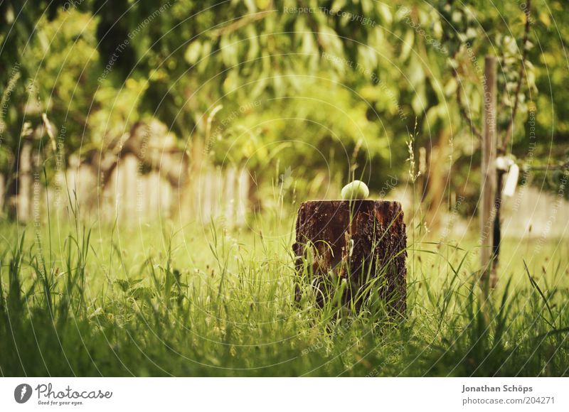 The apple doesn't fall far from the tree Environment Nature Brown Yellow Green Apple Apple tree Tree trunk Wood Fallen Garden Park Idyll Tree bark Grass Round