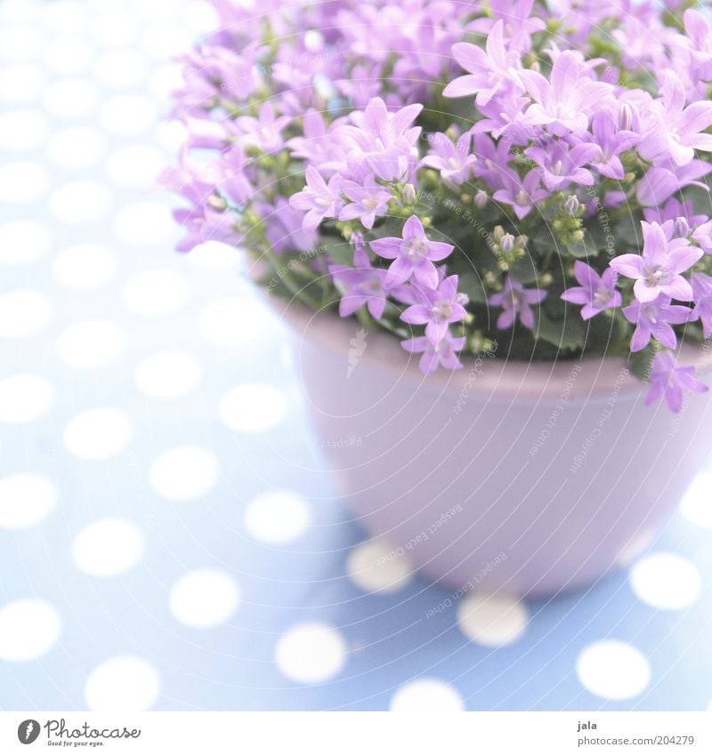 pot floret Plant Flower Pot plant Beautiful Violet Pink White Point Colour photo Exterior shot Deserted Copy Space top Day Copy Space bottom Copy Space left