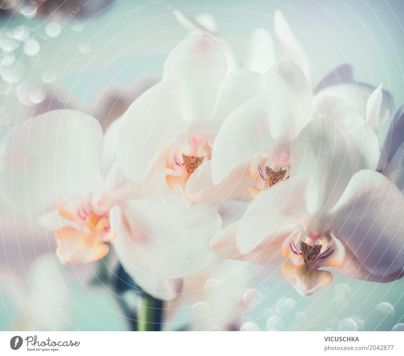 White Orchids Elegant Design Nature Plant Flower Blossom Bouquet Blossoming Orchid blossom Close-up Colour photo Macro (Extreme close-up)